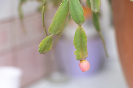 Seedpod on Christmas cactus plant with developing seeds, closeup of Schlumbergera fruit segment indoors.の写真素材