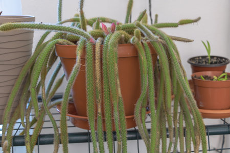 Trailing Cactus in Pot with Pink Buds - Indoor Houseplant.の写真素材