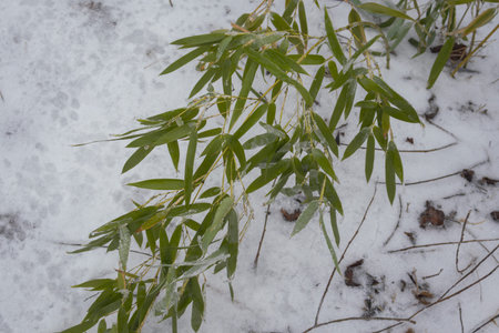 Green Bamboo Leaves Covered with Ice on Snow - Winter Nature Close Upの写真素材