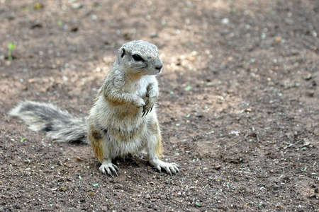 Ground squirrel (Xerus inauris) in the Kalahari. South Africa.の写真素材