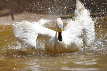 White swan taking a bath.の写真素材