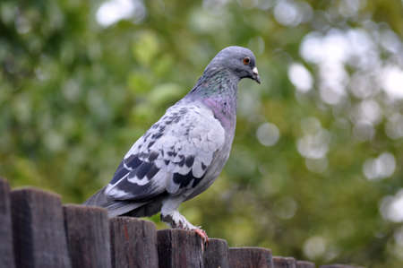 Rock pegeon (Columba livia) posing on perch.の写真素材