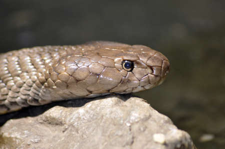 Forest Cobra (Naja melanoleuca) portrait.の写真素材