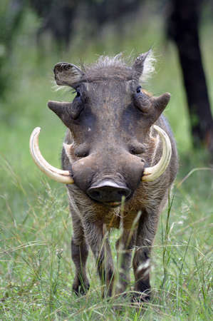 Warthog (Phacochoerus aethiopicus) portrait.の写真素材