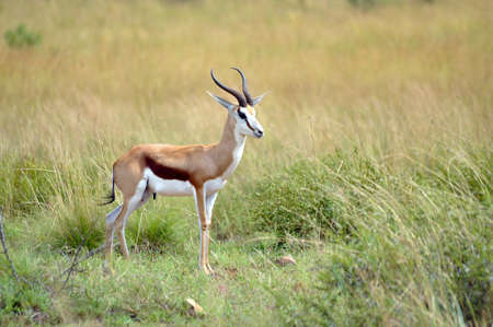 Springbok in natural habitat. South Africa.の写真素材