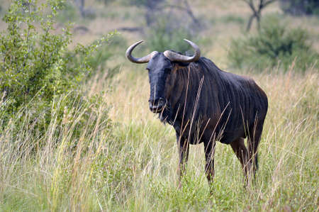 Blue Wildebeest in natural habitat. South Africa.