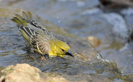 Southern Masked Weaver