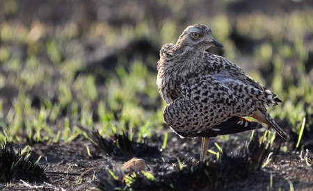 Spotted thick-knee