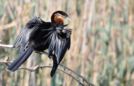 African Darterの写真素材