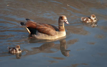Egyptian Goose with babies