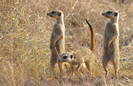 Meerkat Trioの写真素材