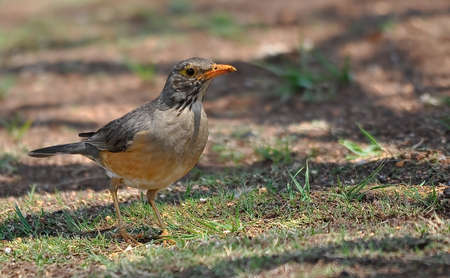 Ground Thrush