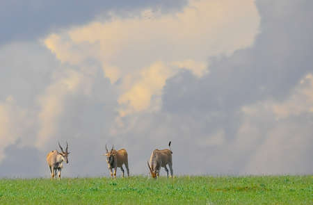 Elandの写真素材
