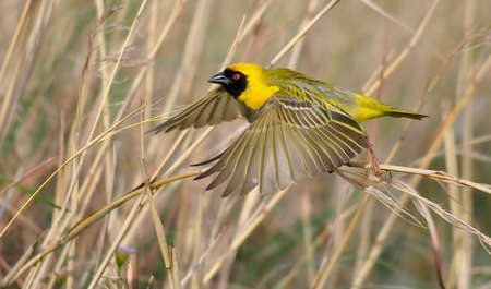 Southern Masked Weaverの写真素材