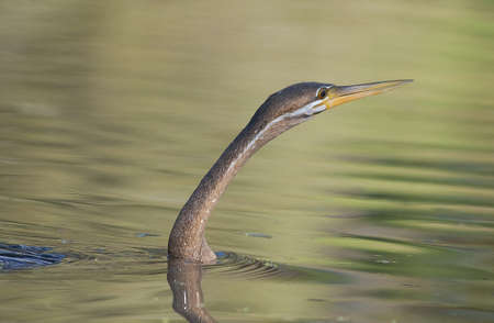 African Darterの写真素材