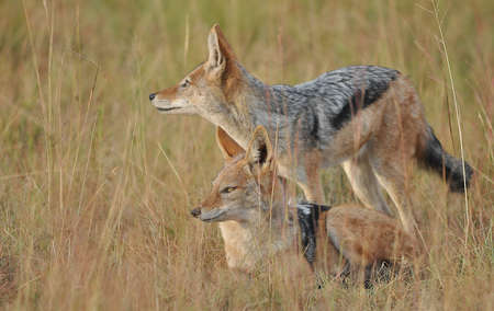 Black Backed Jackalの写真素材