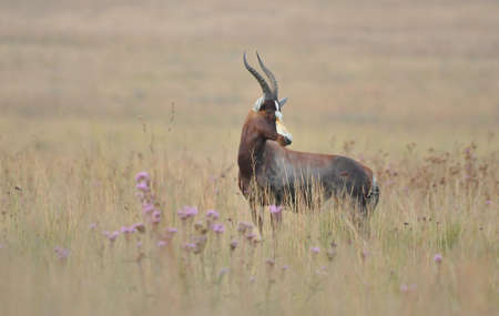 Blesbuckの写真素材