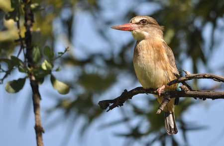Brown Hooded Kingfisherの写真素材