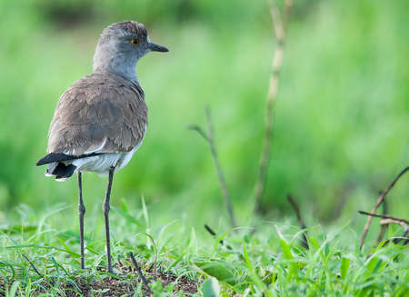 Black-winged Lapwing