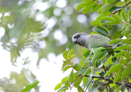 Brown-headed Parrot