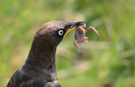 Pied Starling with Frogの写真素材