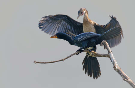 Reed Cormorantの写真素材