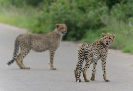 Cheetah Cubs