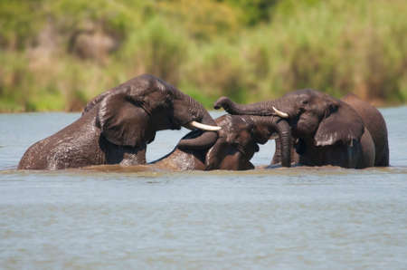 Elephants Bathingの写真素材