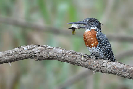 Giant Kingfisher with fish catchの写真素材