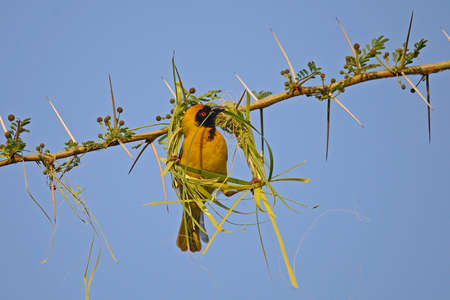 Black Faced Weaver builinig a nestの写真素材