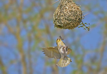 Black Faces Weaver in flight