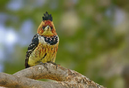 Crowned Barbetの写真素材