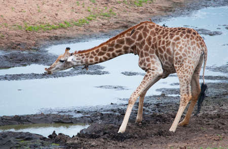 Giraffe drinkingの写真素材