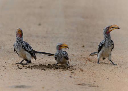 Yellow billed hornbillsの写真素材