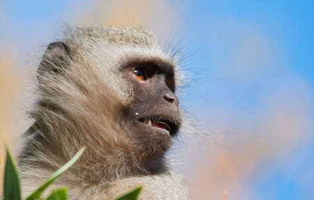 Vervet Monkey Portraitの写真素材