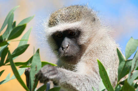 Vervet Monkey looking for foodの写真素材