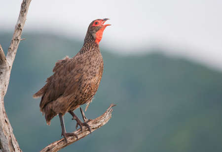 Swainsons spurfowl callingの写真素材