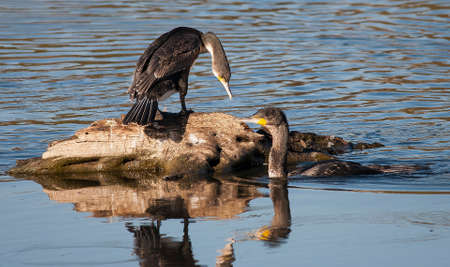 White Breasted Cormorantの写真素材