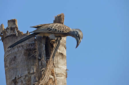 African Grey Hornbillの写真素材