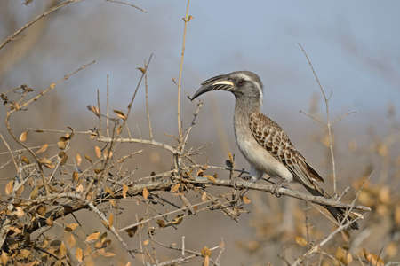 African Grey Hornbillの写真素材
