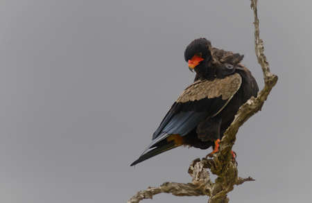 Bateleurの写真素材