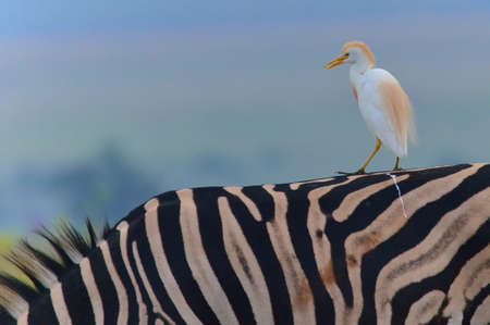 Cattle Egret on Sebraの写真素材