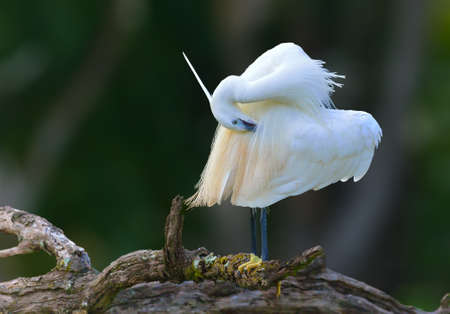 Little Egretの写真素材