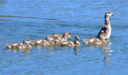 Baby Egyptian Geeseの写真素材