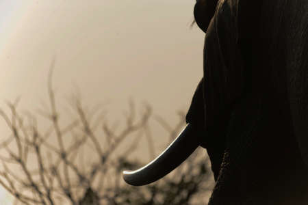 Elephantの写真素材