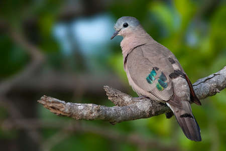 Emerald Spotted Wood Doveの写真素材