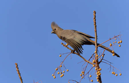 Go-away Birdの写真素材