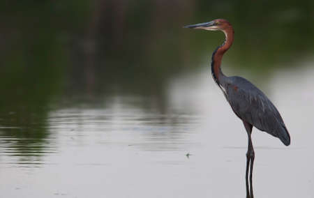 Goliath Heronの写真素材