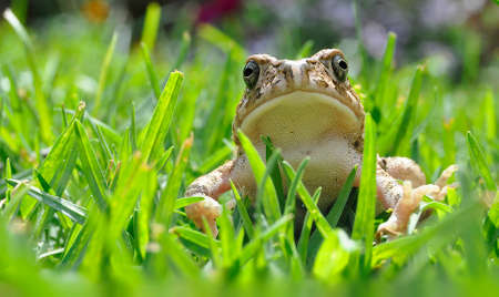 Toadの写真素材