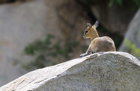 Klipspringerの写真素材